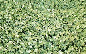 ماكينة صناعة العشب الصناعي